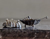 Антикварная икорница, набор для икры - серебро, Англия Birmingham, конец 19 века - Антикварная икорница, набор для икры - серебро, Англия Birmingham, конец 19 века